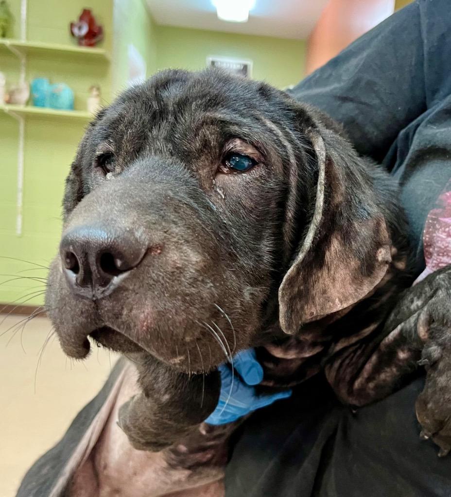 Enlarge Bebe, a Adoptable mixed breed in Burnsville, NC image 5/6