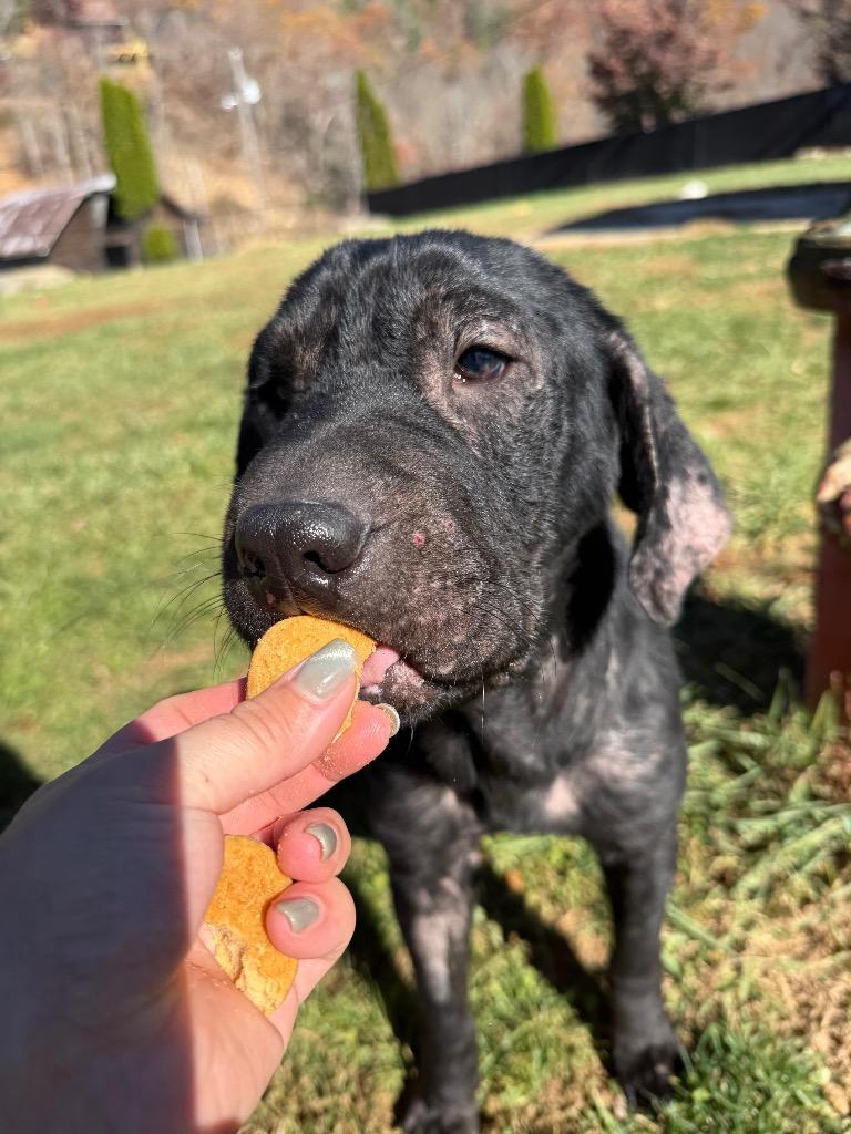 Enlarge Bebe, a Adoptable mixed breed in Burnsville, NC image 6/6