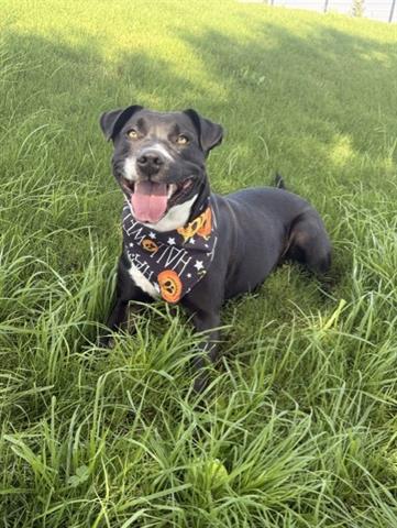 Enlarge CHISPA, a Adoptable Pit Bull Terrier in San Martin, CA image 1/1