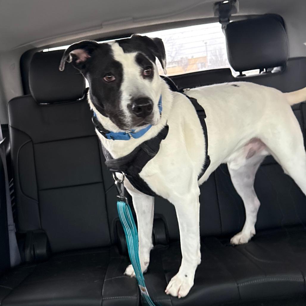 Edison, Adoptable, Adult Male Mixed Breed.