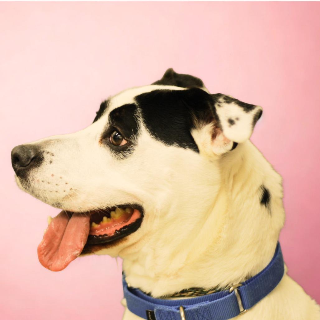 Edison, Adoptable, Adult Male Mixed Breed.