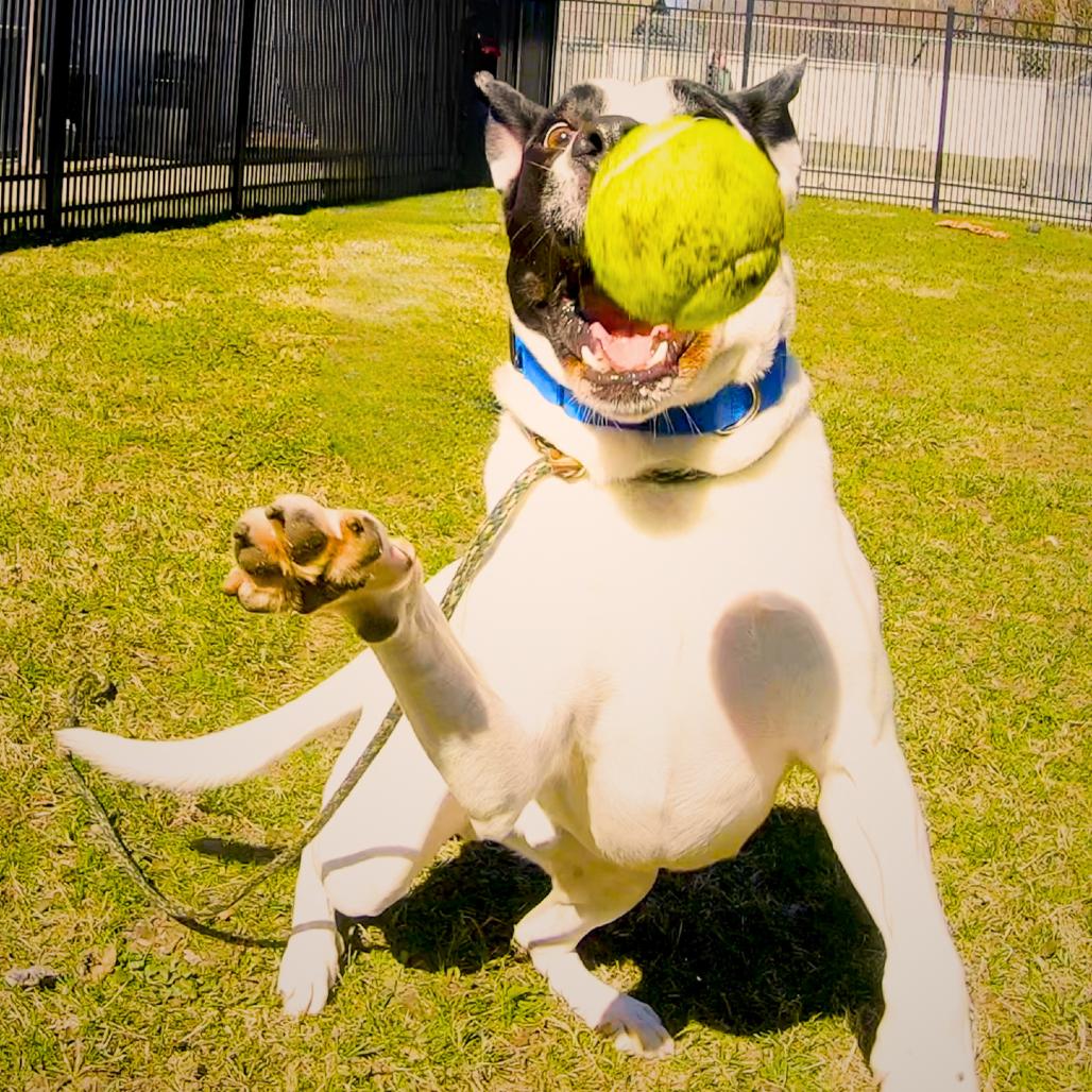 Edison, a Adoptable Mixed Breed in South Haven, MI image 3/6