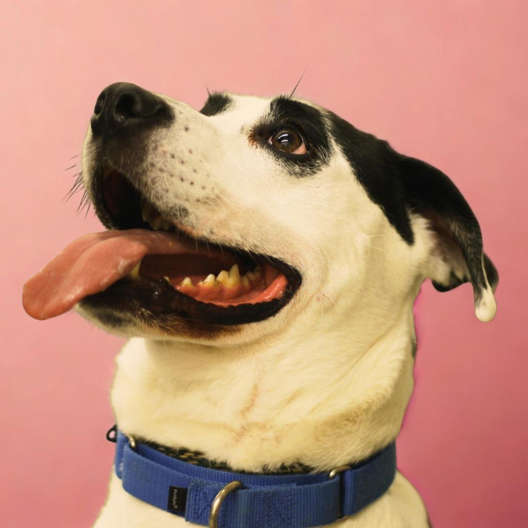 Edison, a Adoptable Mixed Breed in South Haven, MI image 4/6