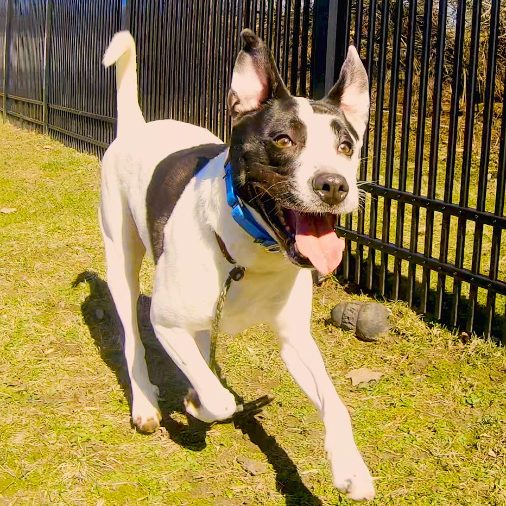 Edison, a Adoptable Mixed Breed in South Haven, MI image 5/6