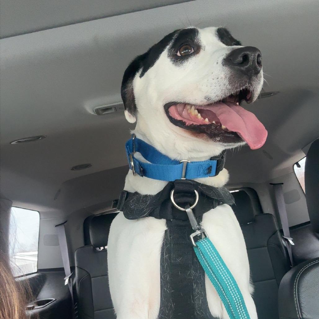 Edison, a Adoptable Mixed Breed in South Haven, MI image 6/6