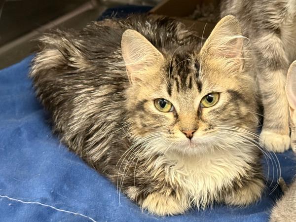 Georgia — thumbnail 2