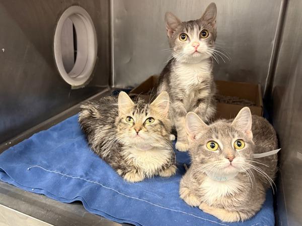 Georgia — thumbnail 3