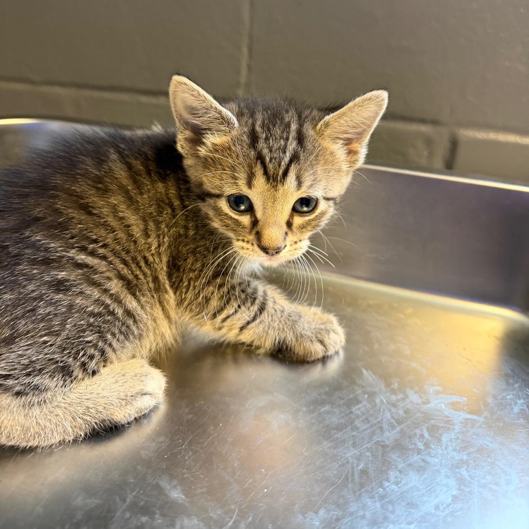 Stewart, Adoptable, Kitten Male Domestic Short Hair.