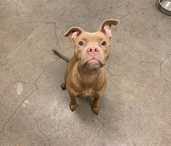 Sheila, ADOPTABLE, Puppy Female Pit Bull Terrier.