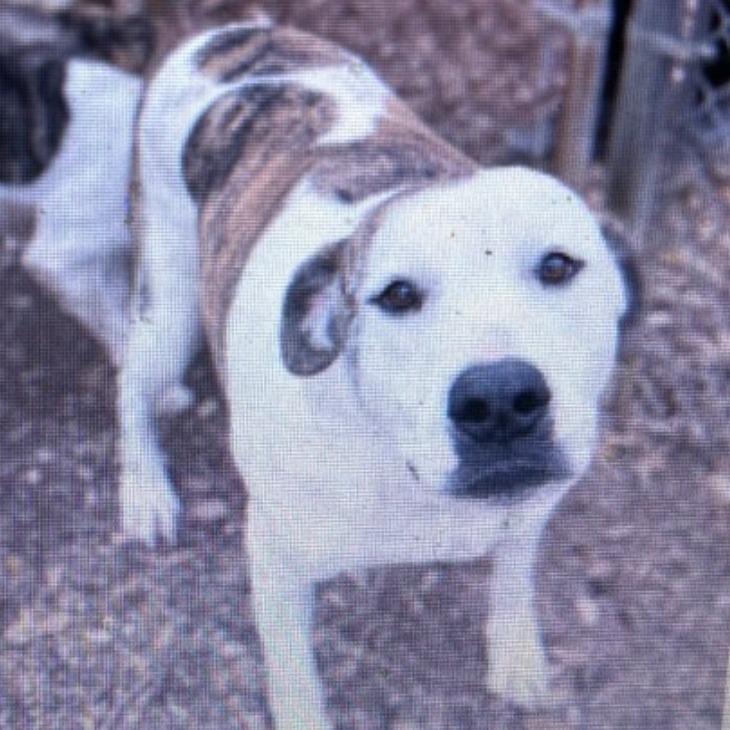 Chuck, Adoptable, Adult Male Mixed Breed.