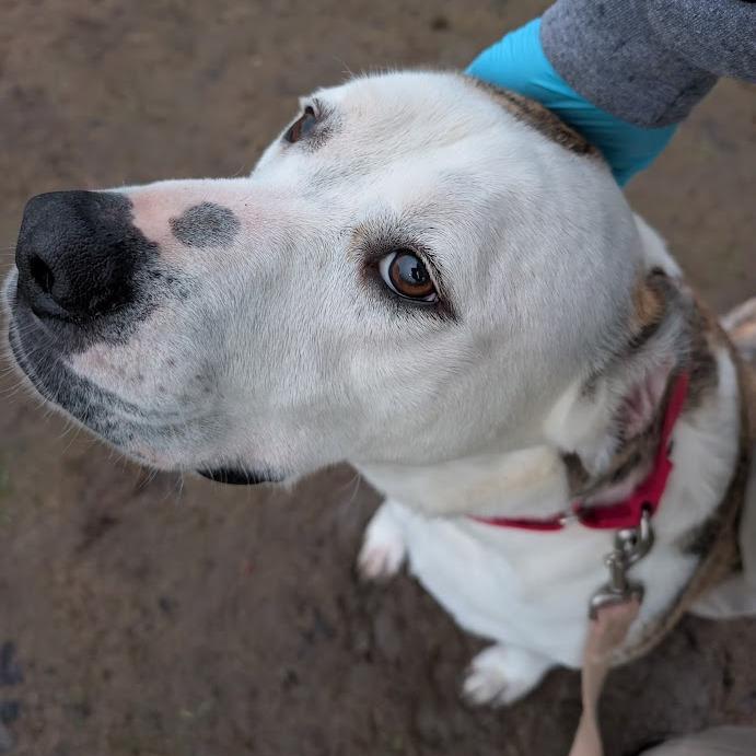 Enlarge Chuck, a Adoptable Mixed Breed in Columbia Station, OH image 2/6