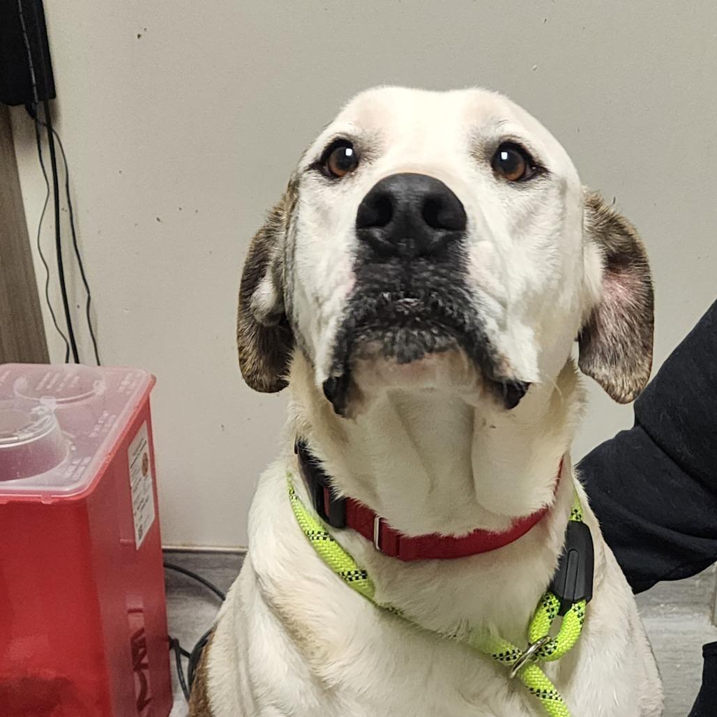 Enlarge Chuck, a Adoptable Mixed Breed in Columbia Station, OH image 3/6