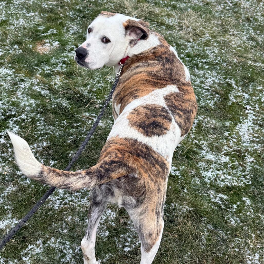 Enlarge Chuck, a Adoptable Mixed Breed in Columbia Station, OH image 4/6