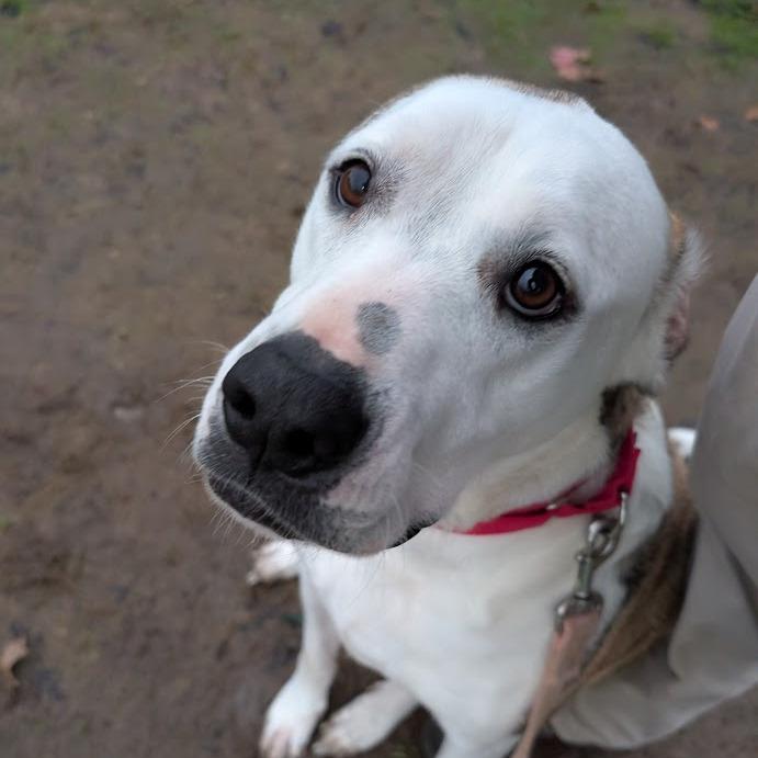 Enlarge Chuck, a Adoptable Mixed Breed in Columbia Station, OH image 5/6