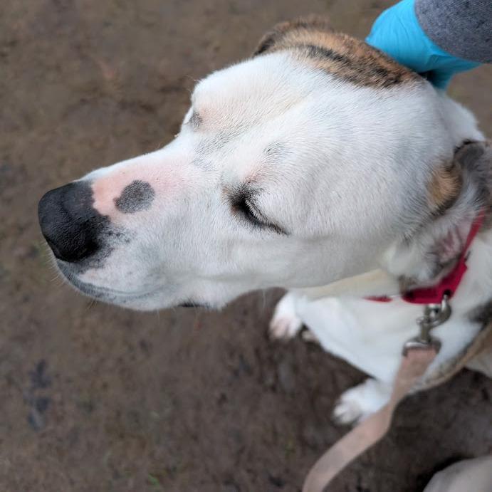 Enlarge Chuck, a Adoptable Mixed Breed in Columbia Station, OH image 6/6