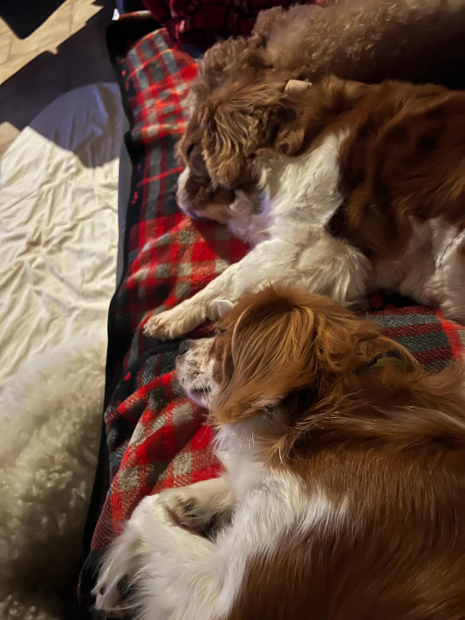 Enlarge Ivy, a Adoptable Cavalier King Charles Spaniel in Furlong, PA image 5/5