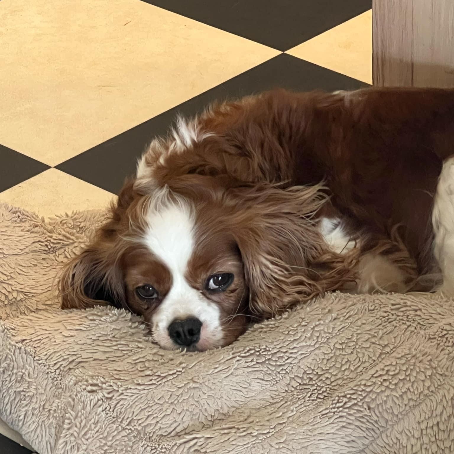 Enlarge Ivy, a Adoptable Cavalier King Charles Spaniel in Furlong, PA image 3/5