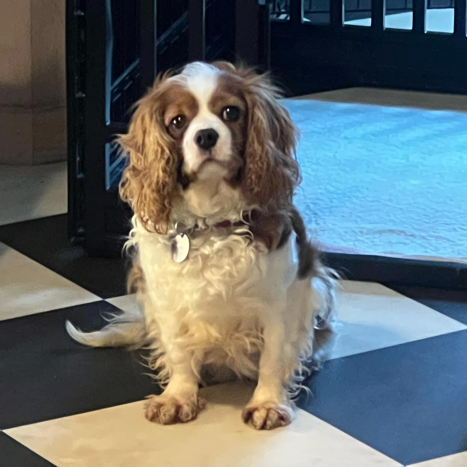 Enlarge Ivy, a Adoptable Cavalier King Charles Spaniel in Furlong, PA image 2/5