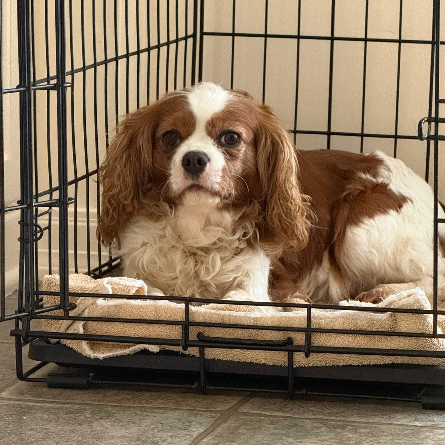 Enlarge Ivy, a Adoptable Cavalier King Charles Spaniel in Furlong, PA image 4/5