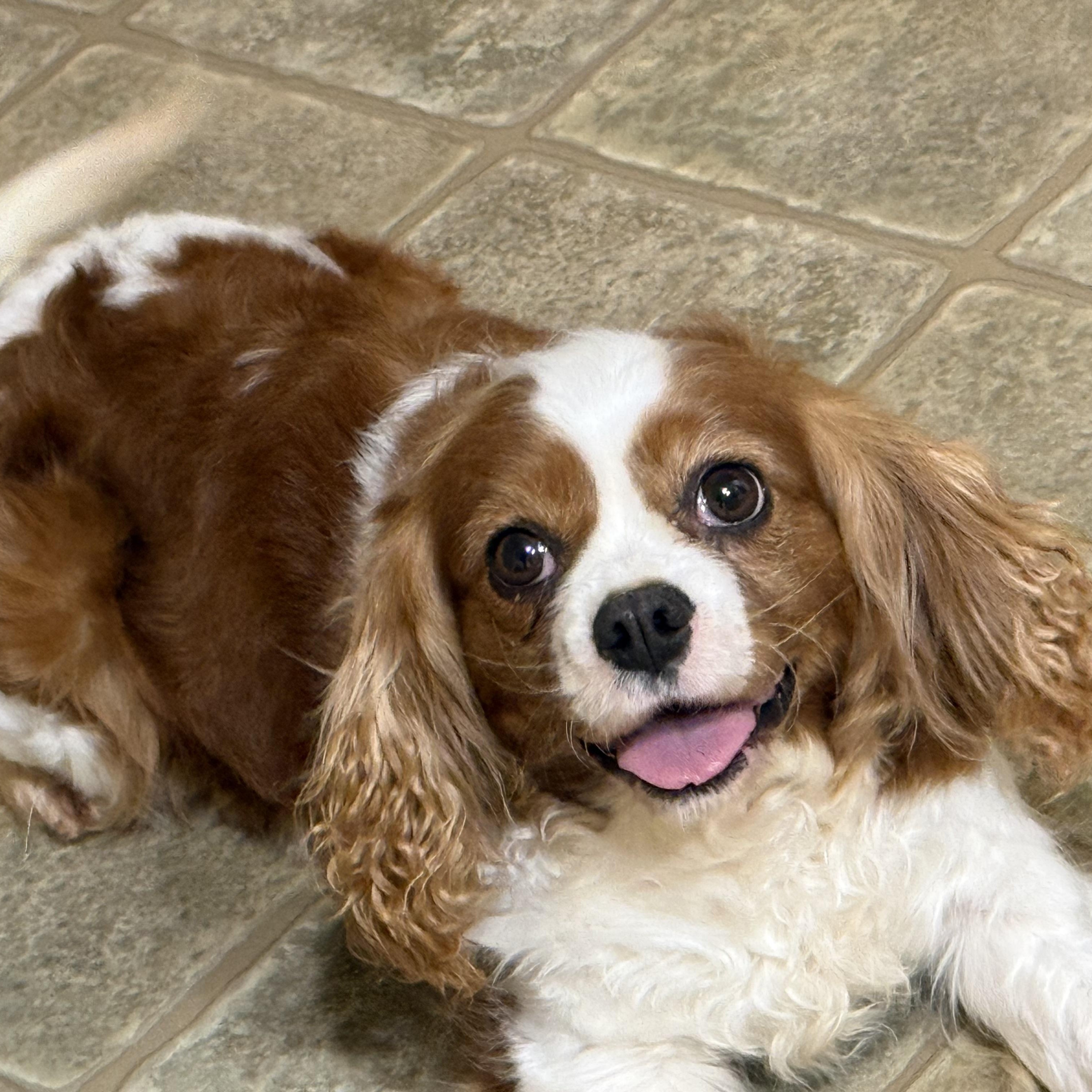 Ivy, Adoptable, Adult Female Cavalier King Charles Spaniel.