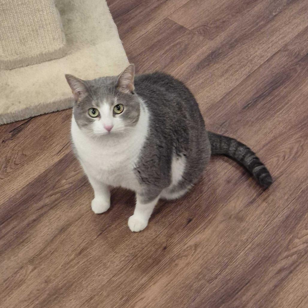 Enlarge Cakepop, a Adoptable Domestic Short Hair in Alexandria, VA image 1/1