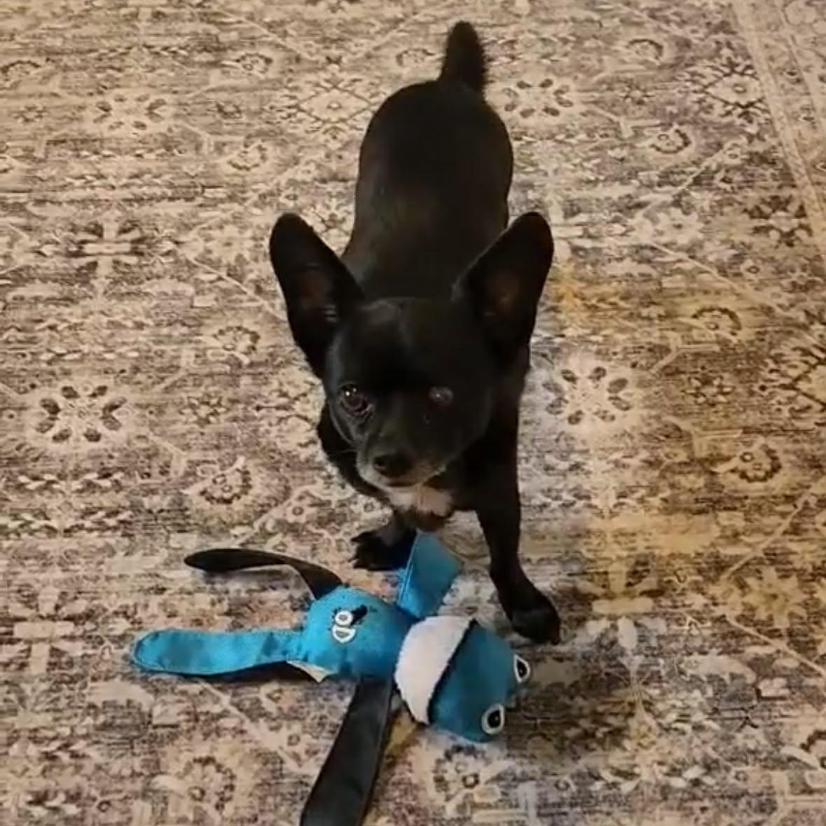 Tito, Adoptable, Senior Male Chihuahua & Dachshund.