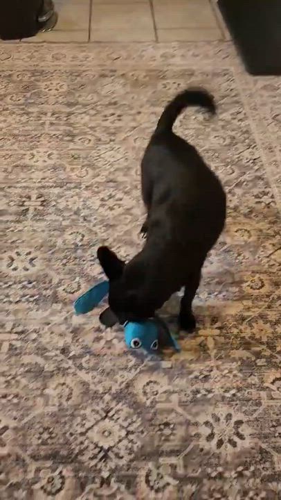 Enlarge Tito, a Adoptable mixed breed in Lexington, KY video 3/4