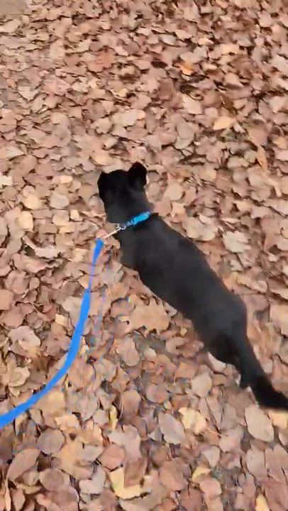 Enlarge Tito, a Adoptable mixed breed in Lexington, KY video 4/4