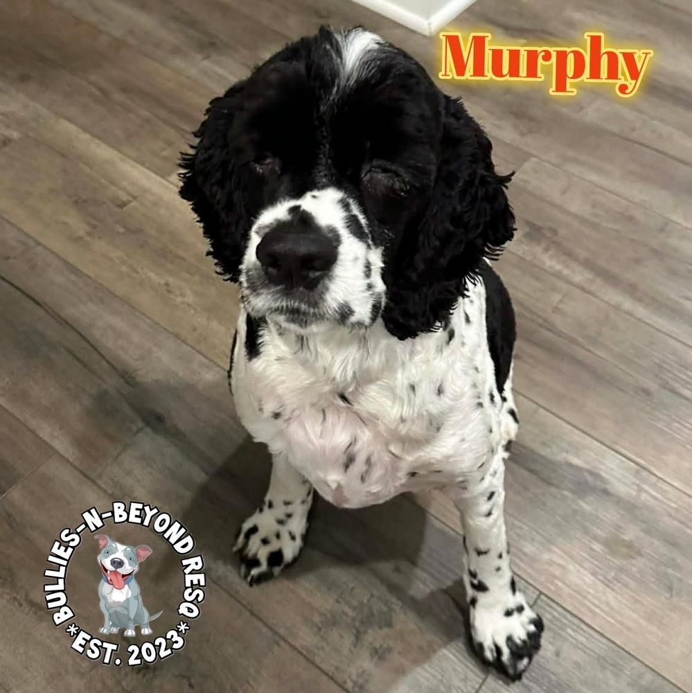 Murphy
