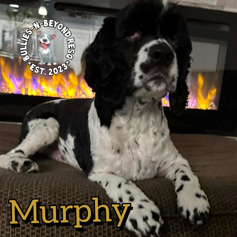 Murphy thumbnail 3