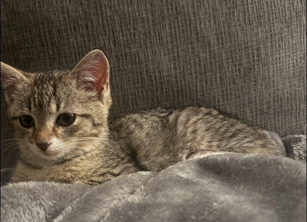 Noel, a ADOPTABLE Domestic Short Hair in Cortland, OH image 1/3