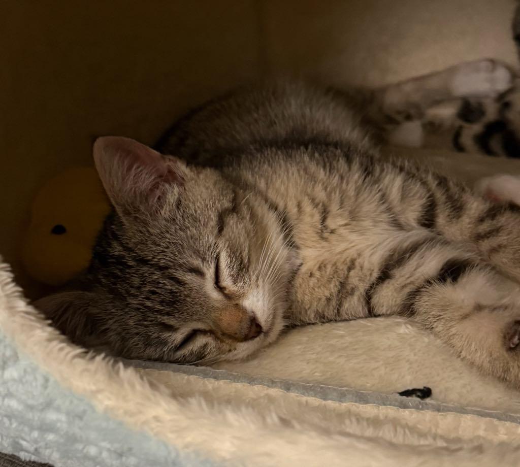 Noel, a ADOPTABLE Domestic Short Hair in Cortland, OH image 2/3