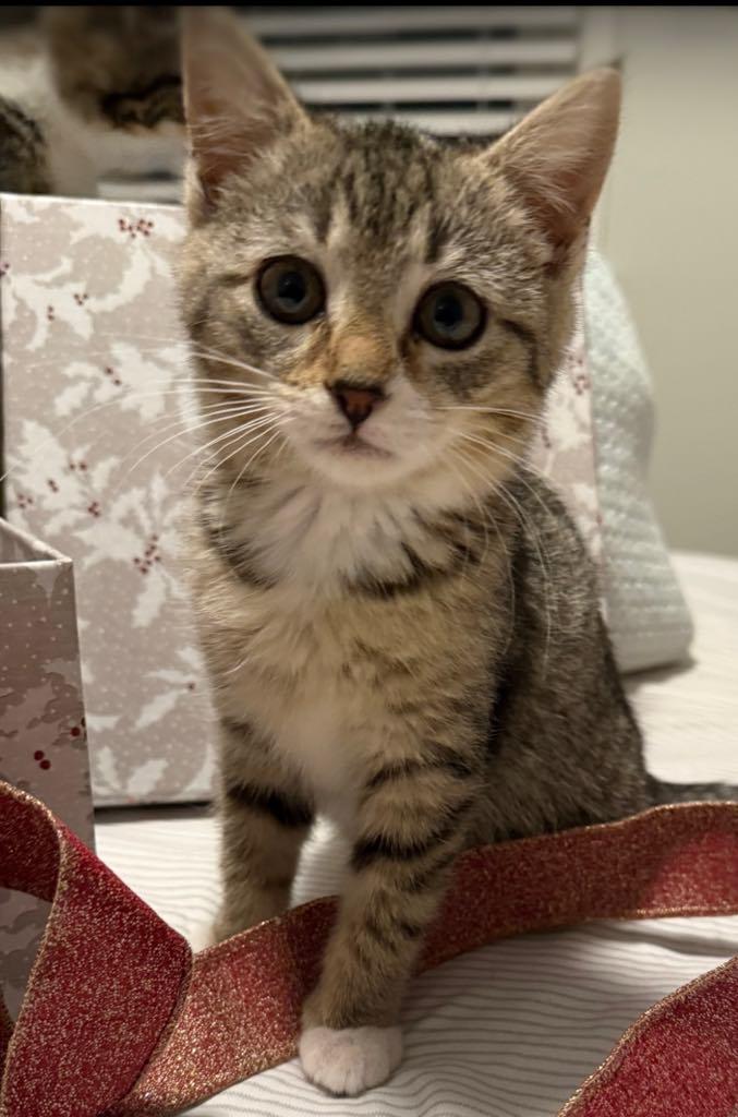 Noel, a ADOPTABLE Domestic Short Hair in Cortland, OH image 3/3