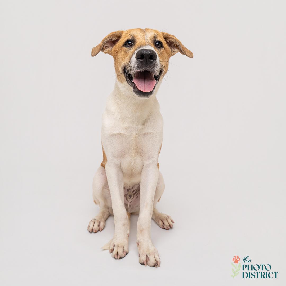 Sulu, Adoptable, Puppy Male Hound & English Foxhound.