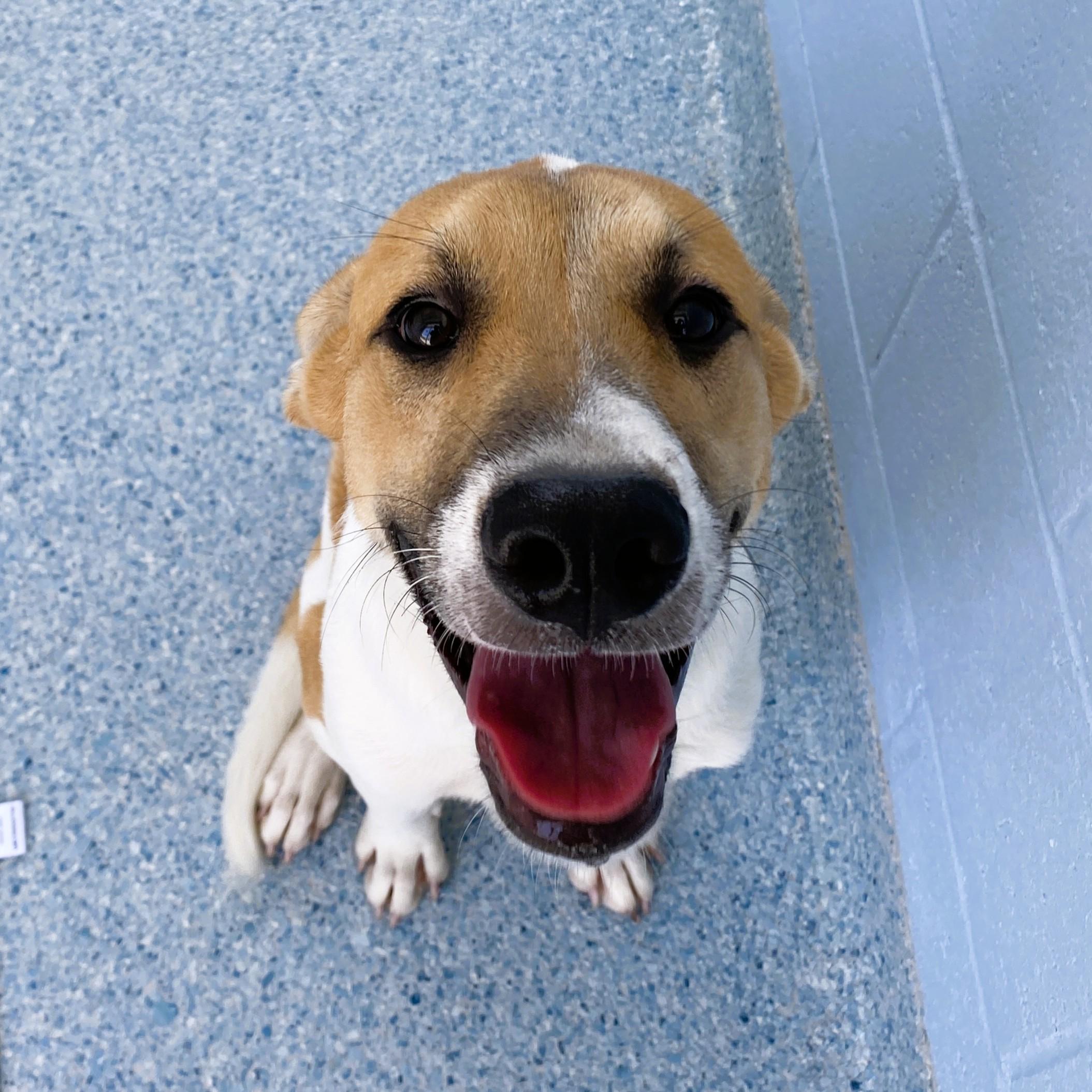 Enlarge Sulu, a Adoptable mixed breed in Winnabow, NC image 2/5