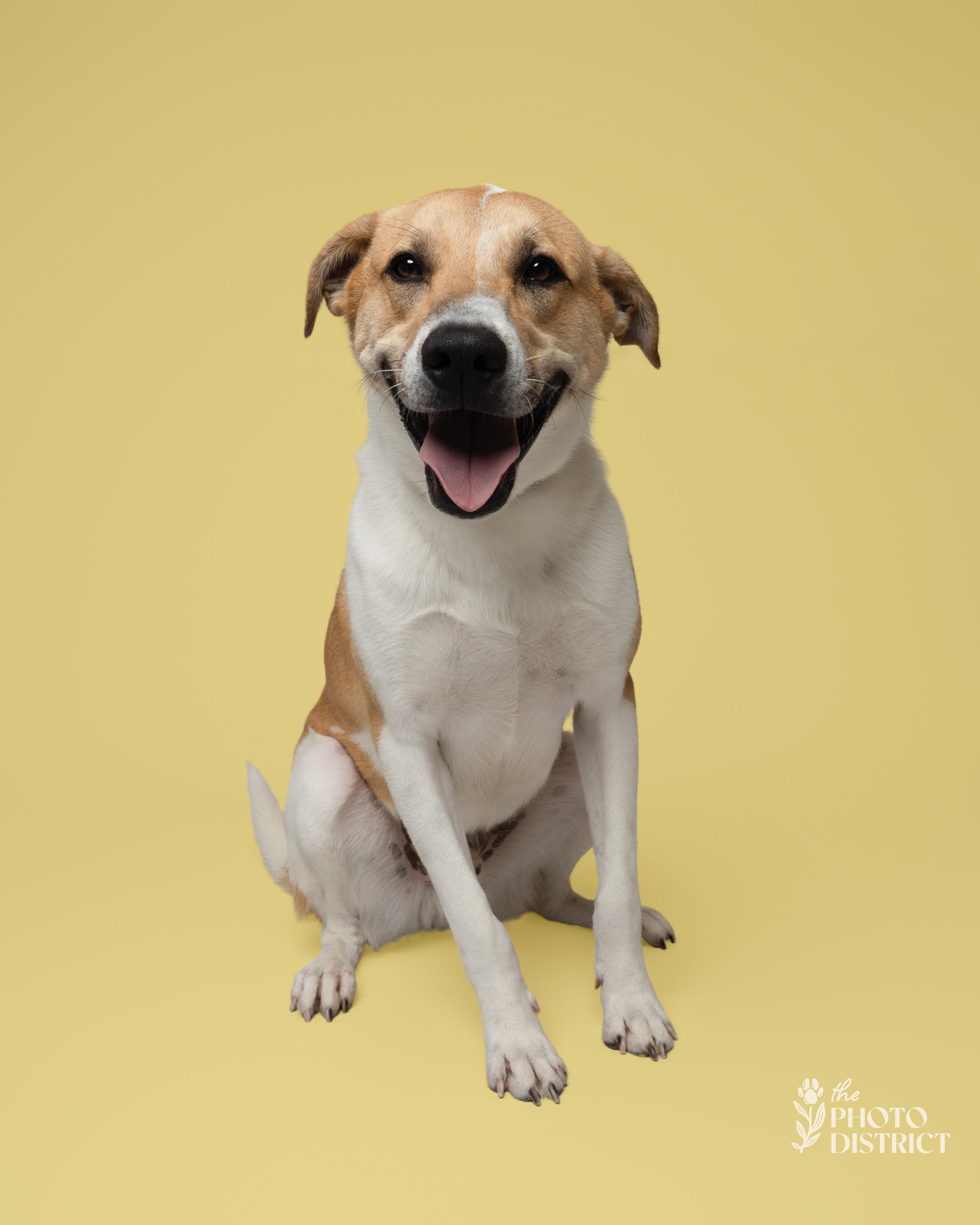 Enlarge Sulu, a Adoptable mixed breed in Winnabow, NC image 2/4