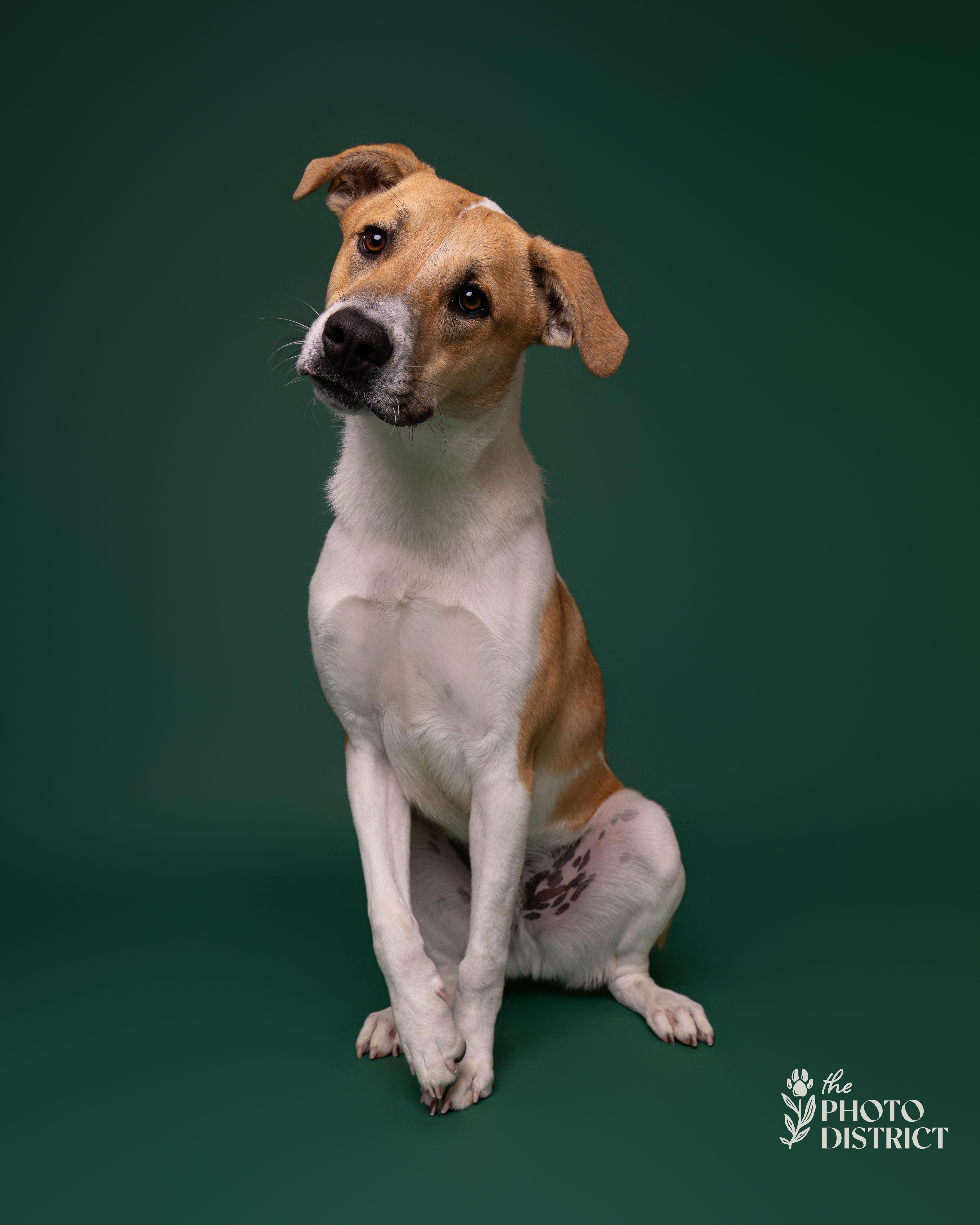 Enlarge Sulu, a Adoptable mixed breed in Winnabow, NC image 4/5