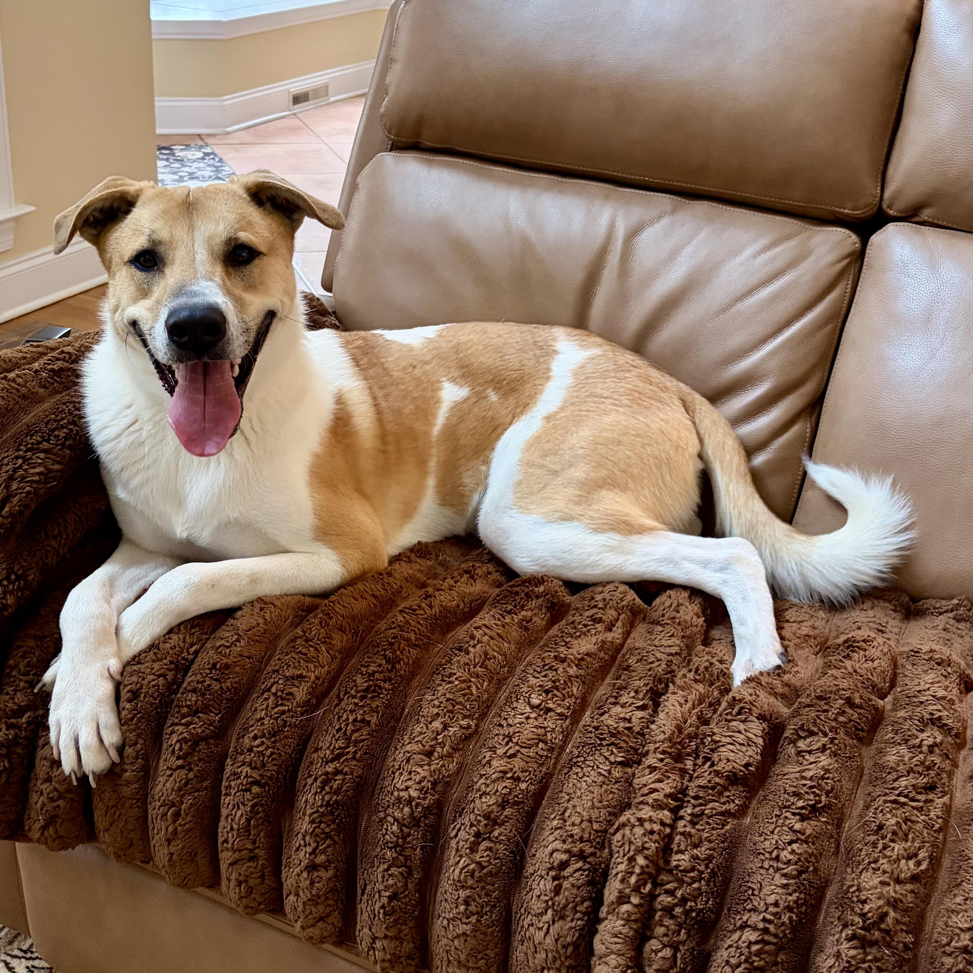 Enlarge Sulu, a Adoptable mixed breed in Winnabow, NC image 3/4