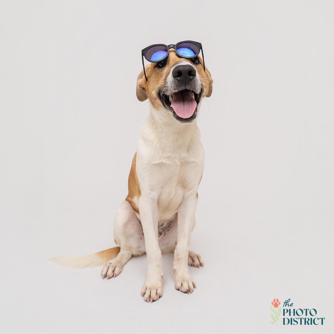 Enlarge Sulu, a Adoptable mixed breed in Winnabow, NC image 4/4