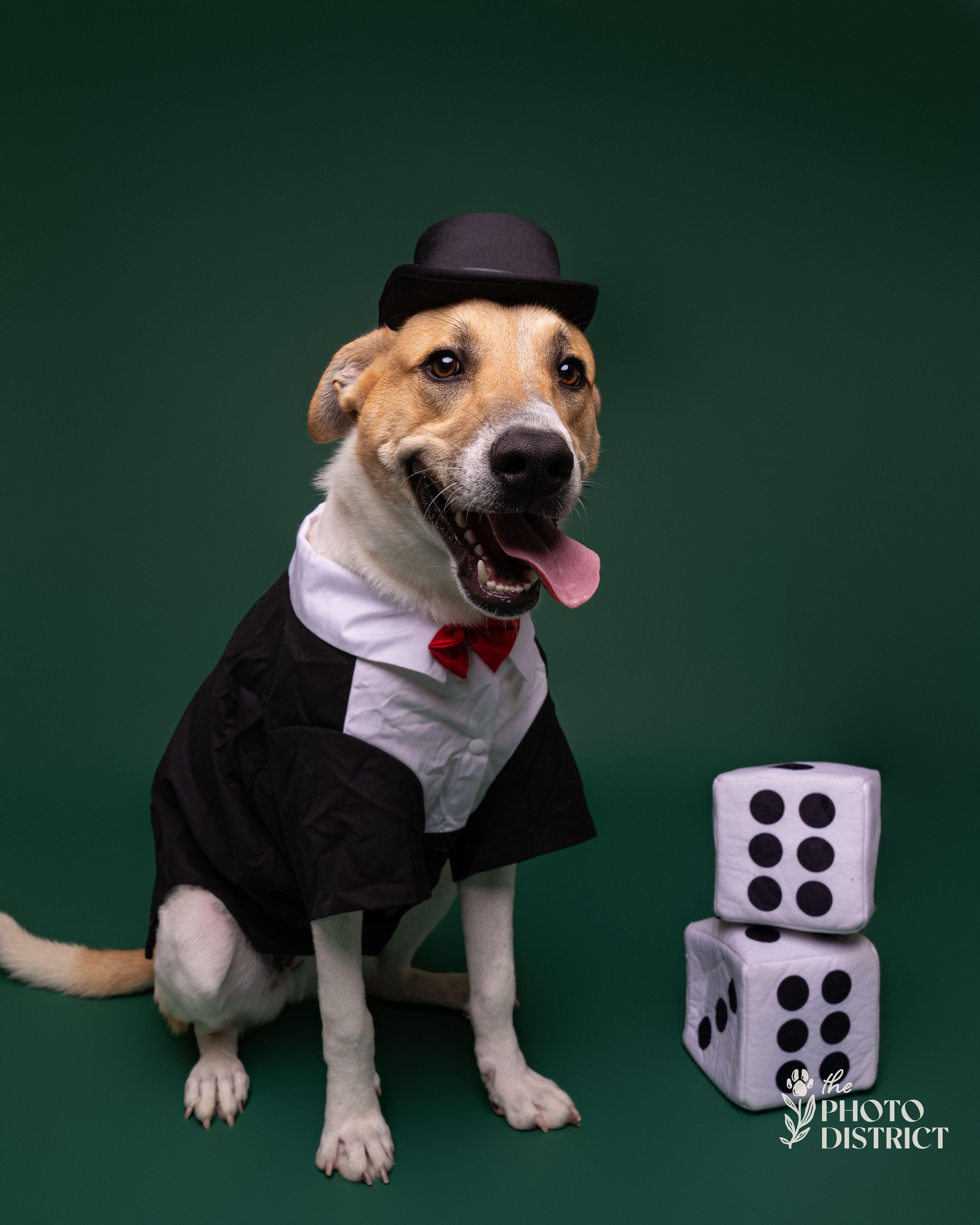 Enlarge Sulu, a Adoptable mixed breed in Winnabow, NC image 5/5