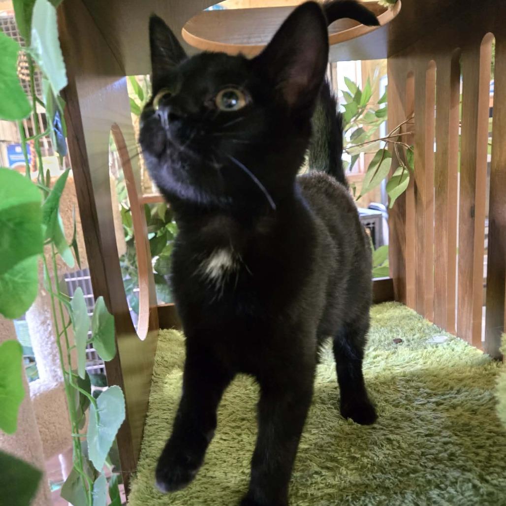 Sketchers, Adoptable, Kitten Female Domestic Short Hair.