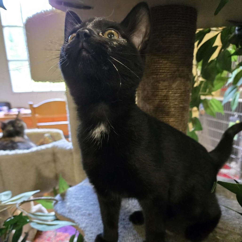 Enlarge Sketchers, a Adoptable Domestic Short Hair in Park Falls, WI image 2/2