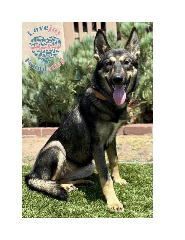 The Abandoned 5 are a group of resilient 7 month old German Shepherd and Belgian Malinois Mix puppie