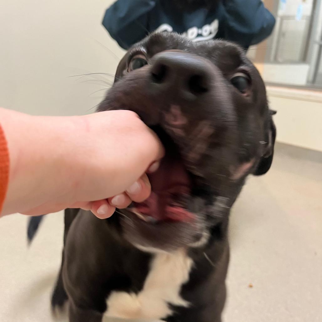 Prince — thumbnail 2