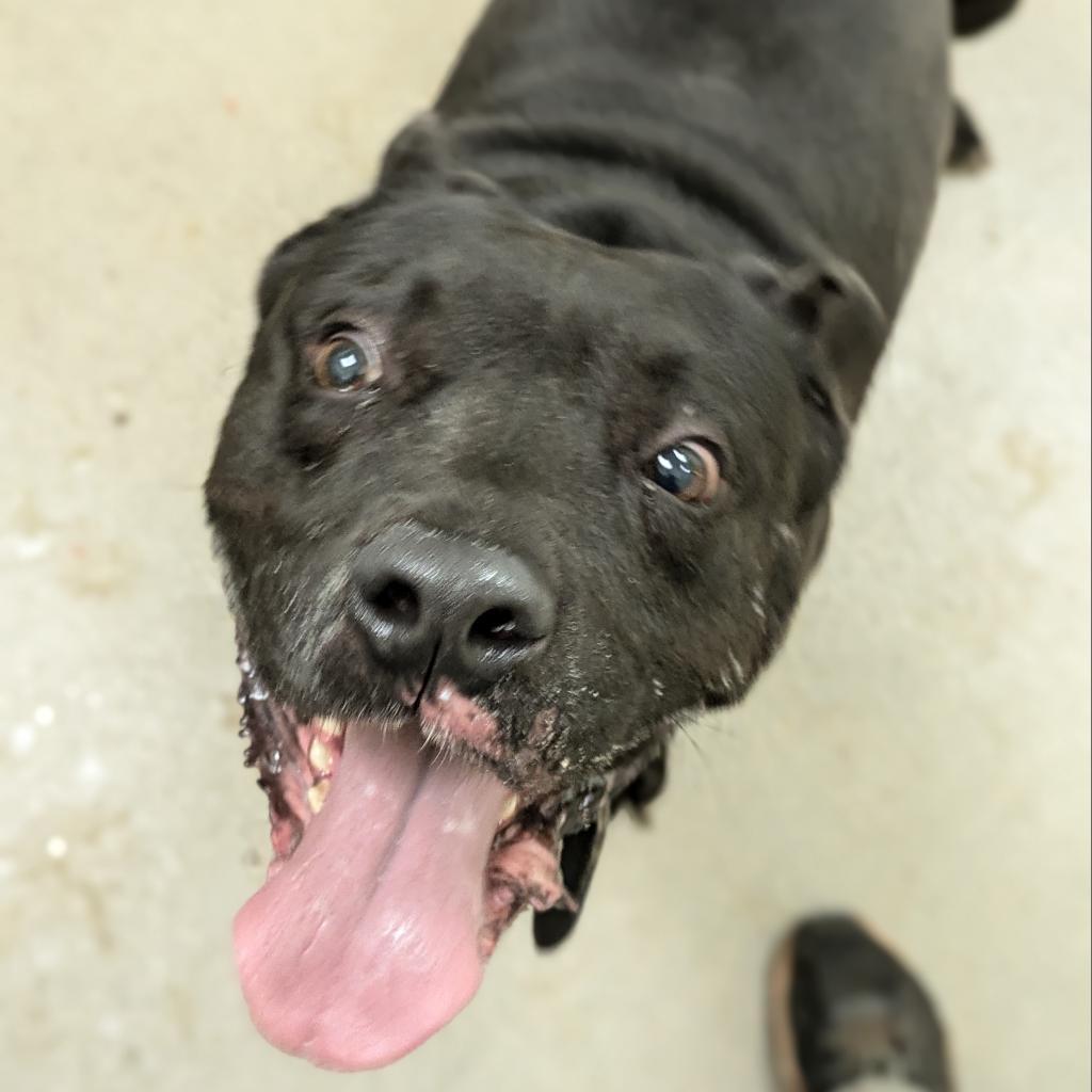 Prince — thumbnail 3