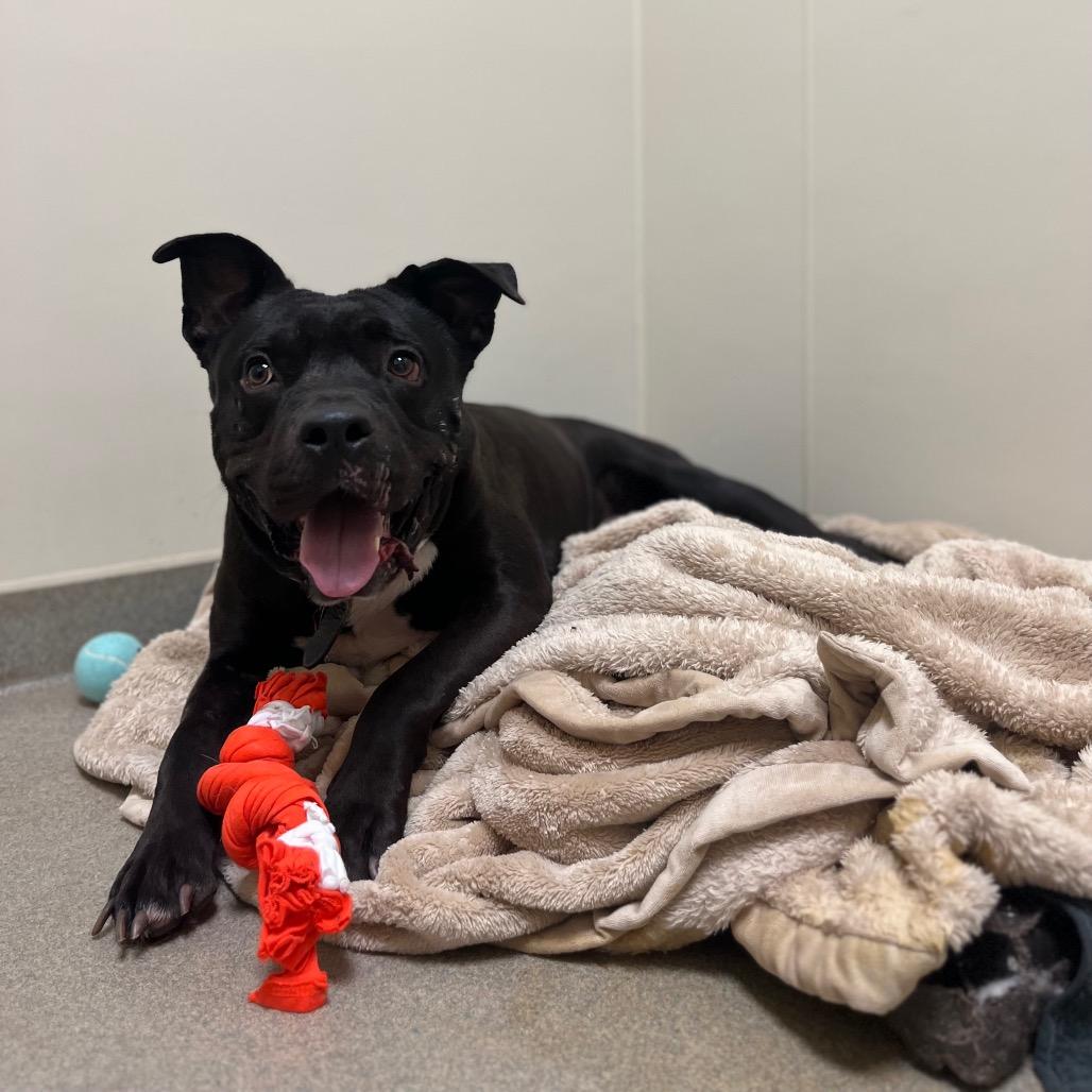 Prince — thumbnail 4