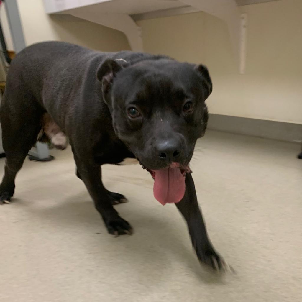 Prince — thumbnail 5