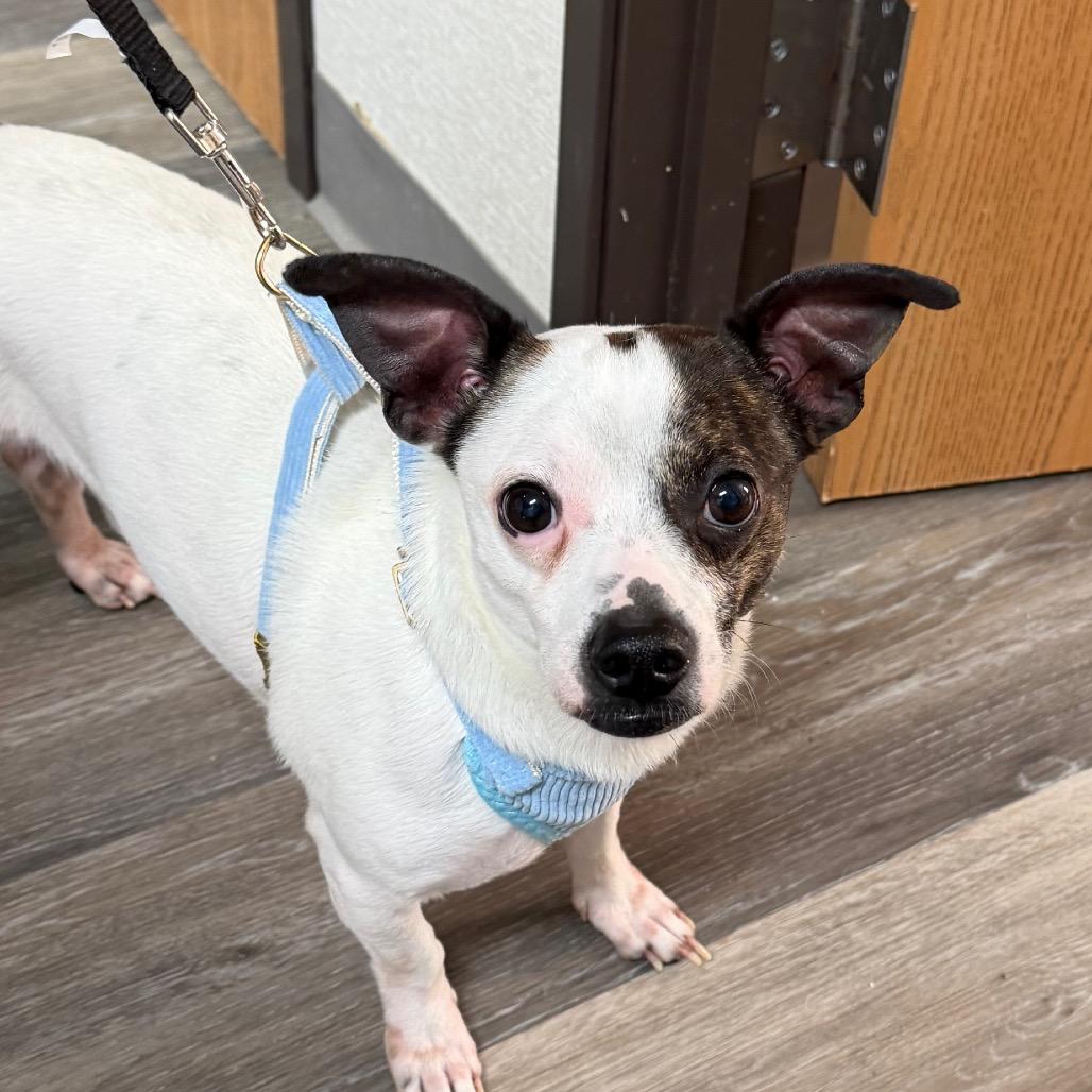 Ricky, Adoptable, Adult Male Dachshund & Chihuahua.