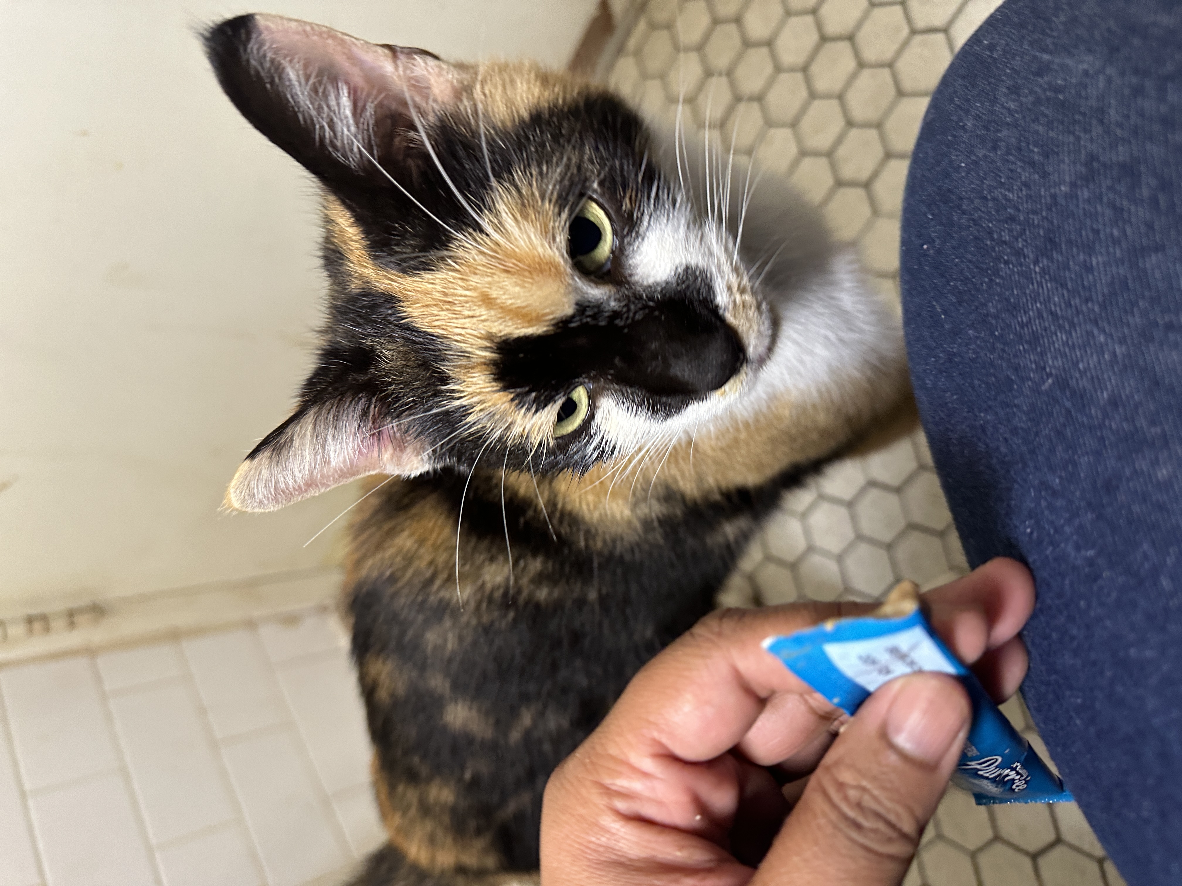 Enlarge Scarface, a Adopted Domestic Short Hair in Brooklyn, NY image 1/7