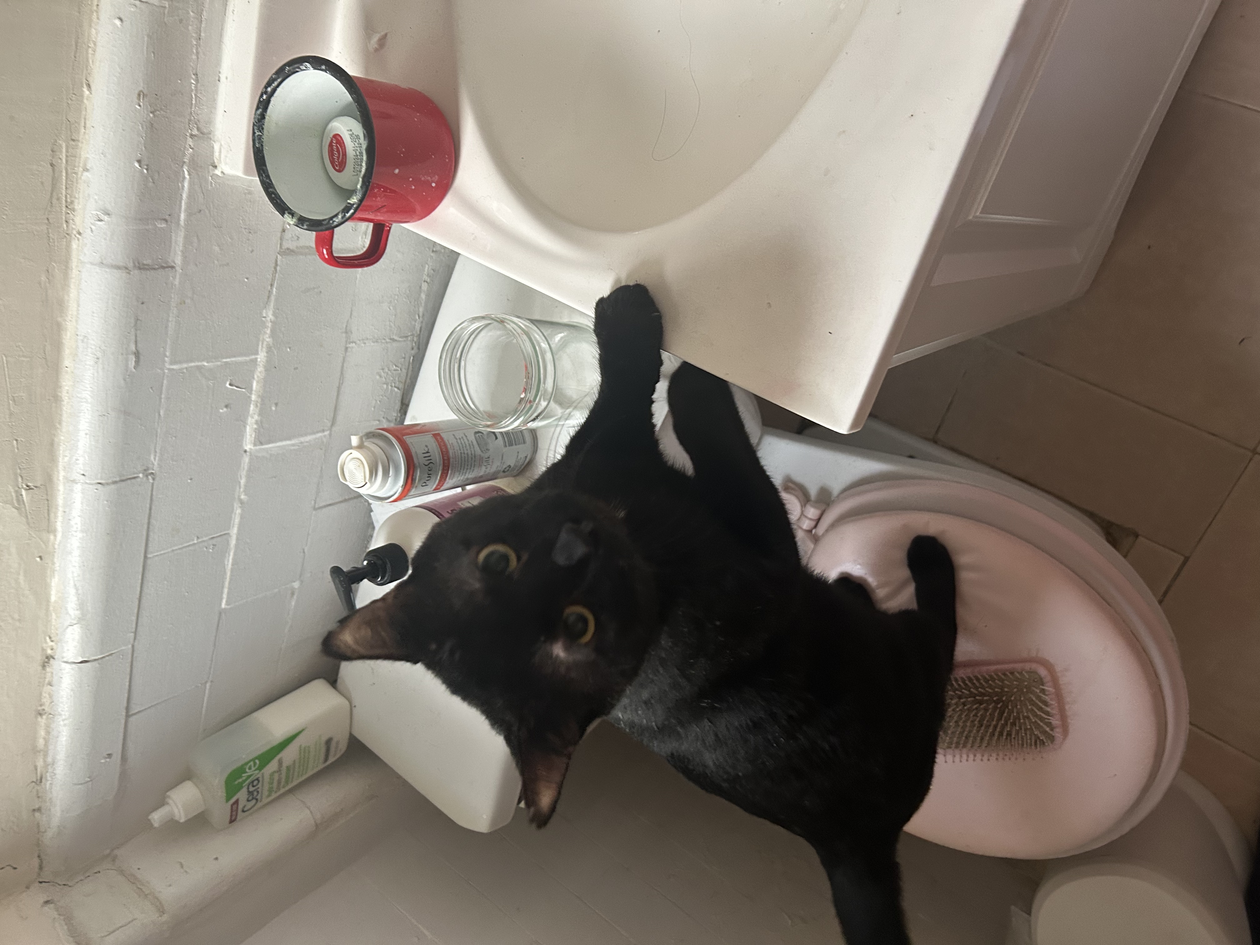 Enlarge Scarface, a Adopted Domestic Short Hair in Brooklyn, NY image 2/7